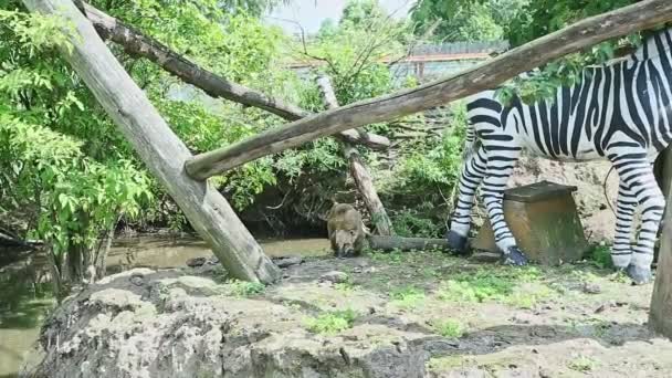 大型动物饲养场中 一只野生环尾驼在大斑马雕像旁边行走 — 图库视频影像