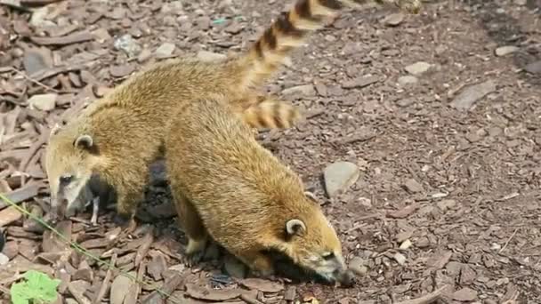 paire de coatis à queue cerclée sauvages à la recherche de nourriture sur le terrain dans une grande volière zoologique 