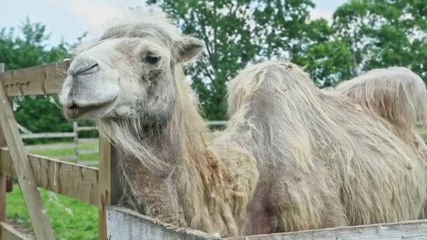 Camelo Corcunda Branco Fica Paddock Aberto Com Prado Verde Grande — Vídeo de Stock