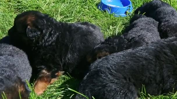 全景特写年轻的德国黑人牧羊犬在绿草中休息 旁边的蓝碗里有牛奶 — 图库视频影像