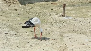 Yakından siyah-beyaz leylek büyük bir zoolojik kuşhanede yakaladığı büyük fareyi yemeye çalışır.