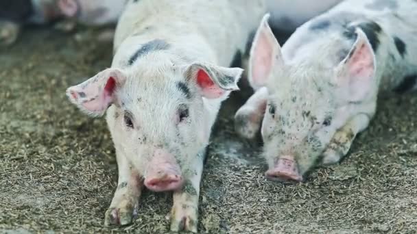 Closeup two little domestic pink pigs with black spots rest in small group in large pigsty — Stock Footage Closeup Two Little Domestic Pink Pigs Black Spots Rest Small Stock Footage