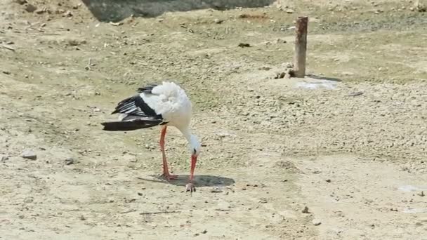 Closeup Black White Stork Try Eat Big Rat Caught Large — Stock Video