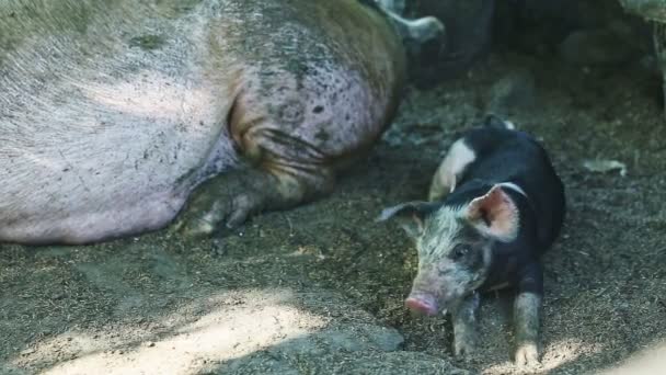 Primer plano pequeño cerdo doméstico duerme al lado de gran cerda — Vídeo de stock