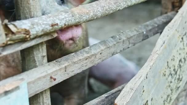 Panorama primer plano en adulto doméstico blanco y negro cerdo — Vídeos de Stock