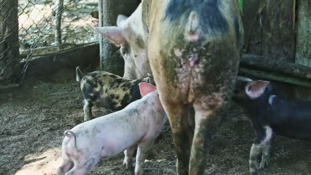 Groep kleine als huisdier gehouden varkens moedermelk drinken — Stockvideo