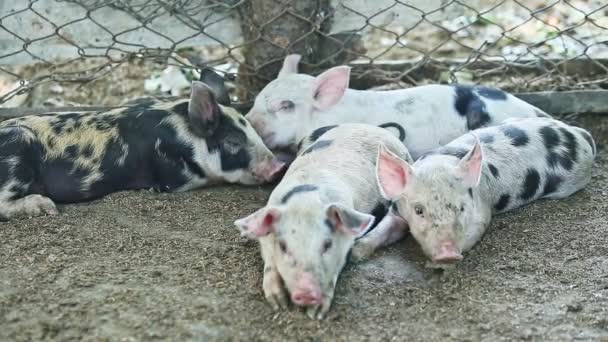 Närbild liten grupp fläckiga små inhemska grisar ljuga — Stockvideo