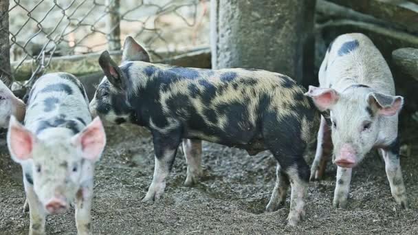 Närbild grupp fläckiga små inhemska grisar stående — Stockvideo