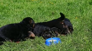 boy put blue bowl with milk closer to german shepherd puppies