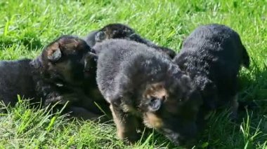 Alman çoban köpeklerinin yakın çekim manzarası yeşil çimenlerde rahatlar.