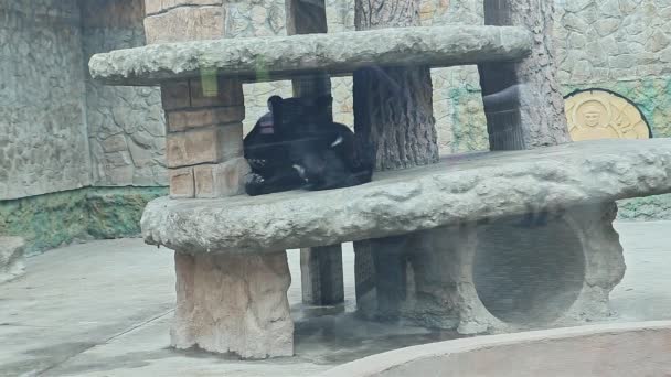 Two young black bear sleep together on big stones in public zoological park — 비디오