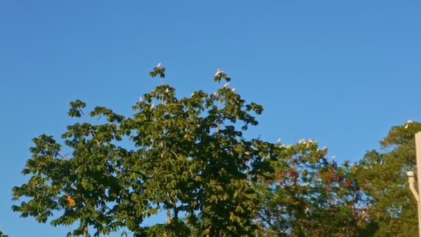 Великі білі тропічні птахи відпочивають у групі на великому зеленому дереві на тлі прозорого блакитного неба — стокове відео