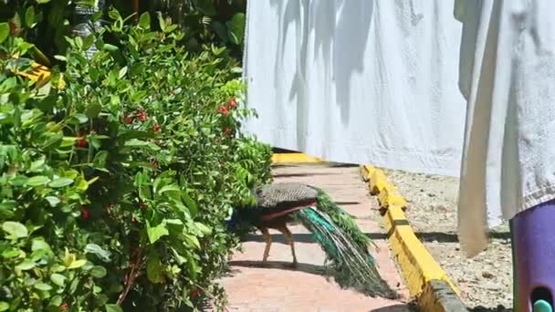 Beautiful big male peacock hides in large green bushes — 비디오