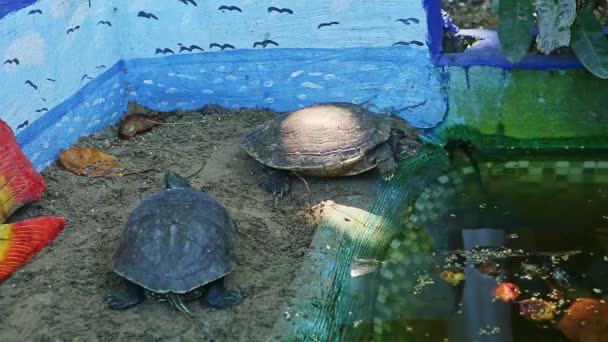 Closeup two water turtles rest near green handmade swimming pool — 비디오