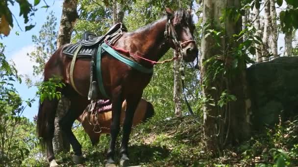Dois grandes cavalos domésticos marrons selados amarrados a árvore tropical — Vídeo de Stock