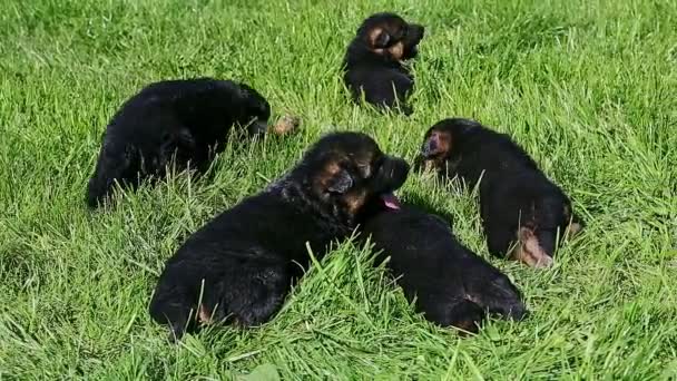 Close-up panorama em seis pequenos cachorros pastor alemão preto rastejar na grama verde — Vídeo de Stock