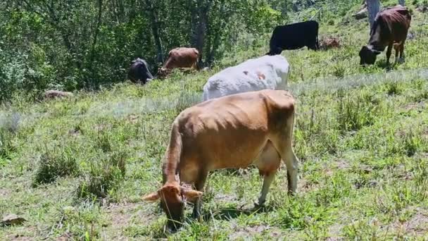 Small herd of different domestic cows eat fresh grass at summer green field — 비디오