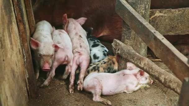 Крупним планом маленькі рожеві і плямисті поросята сплять разом біля коричневого волохатого свиноматки — стокове відео