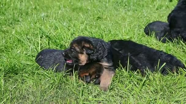 Closeup small group of black german shepherd puppies relax in green grass — 图库视频影像