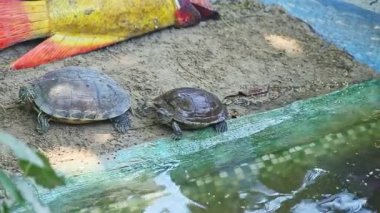 closeup panorama on two turtles resting on grey sand next to swimming pool