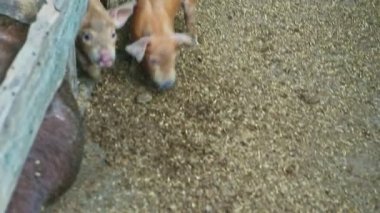 En üstteki yakın plan. Üç küçük domuzcuk kahverengi domuzların yanında koşuyor.