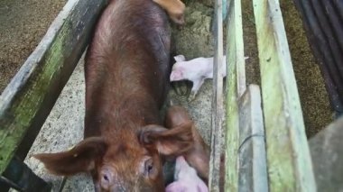 Pek çok domuzcuğun tepesinde kahverengi tüylü evcil domuzdan anne sütü içilir.