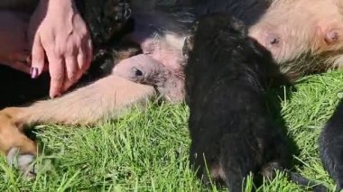 Siyah köpek yavruları yetişkin Alman çoban köpeğinden anne sütü içerler.