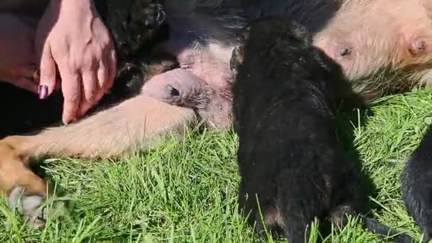 閉じ込められた黒子犬は大人のドイツの羊飼いの犬から母親のミルクを飲みます — ストック動画