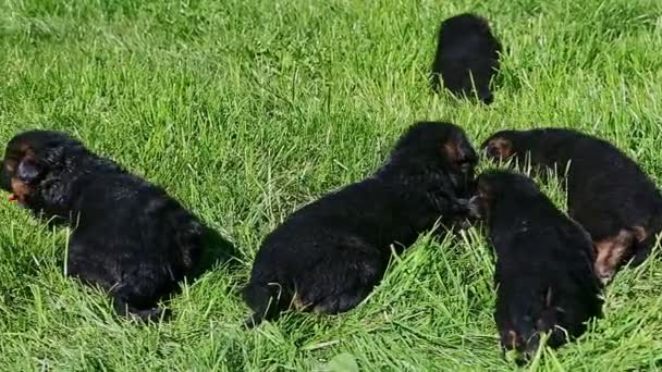 Close-up panorama em cinco filhotes de pastor alemão preto pouco leigos na grama verde — Vídeo de Stock