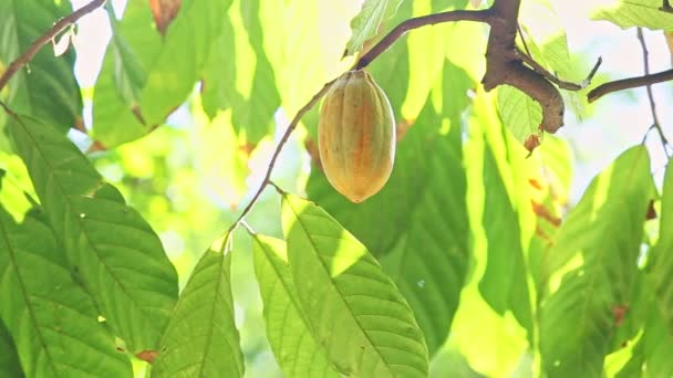 Única fruta de cacau amarelo pendurado no ramo de árvore tropical — Vídeo de Stock