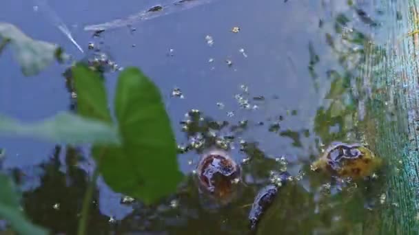 Nahaufnahme vom Wasser im Teich bis zur Schildkröte, die auf Sand ruht — Stockvideo