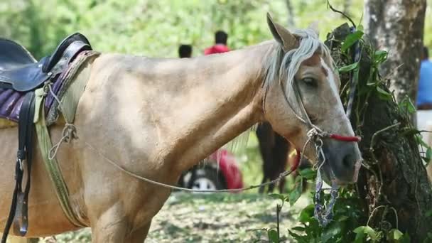 Closeup beige horse with white mane resting in tropical forest shadow — Stock Video