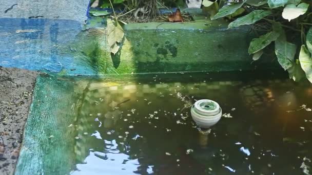 Mãos humanas jogar comida para tartarugas aquáticas nadando em lagoa artesanal — Vídeo de Stock