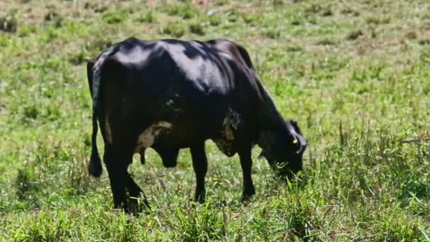 Primer plano solo negro doméstico vaca comer alto fresco hierba en verano verde campo — Vídeos de Stock