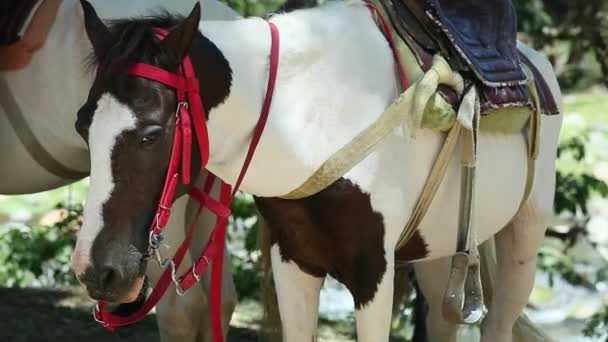 Primer plano dos caballos domésticos ensillados de manchas blancas y marrones descansando — Vídeo de stock