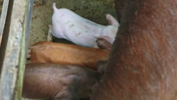 Nahaufnahme Kleine Ferkel saugen Muttermilch vom großen Sauenstand in der Koppel — Stockvideo