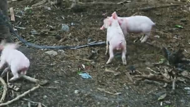 Kleine Gruppe von vier kleinen rosafarbenen Hausferkeln spielt und läuft gemeinsam auf dem Bauernhof — Stockvideo