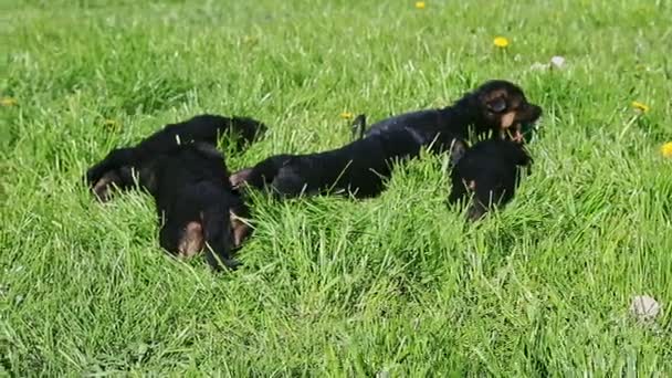 Panorama on group of black german shepherd puppies sleeping in green grass — Wideo stockowe