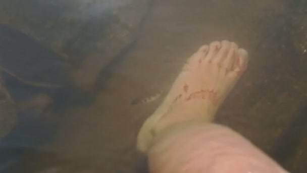 Close-up Man zet voet in de vijver op stenen Kleine vissen Zwemmen — Stockvideo
