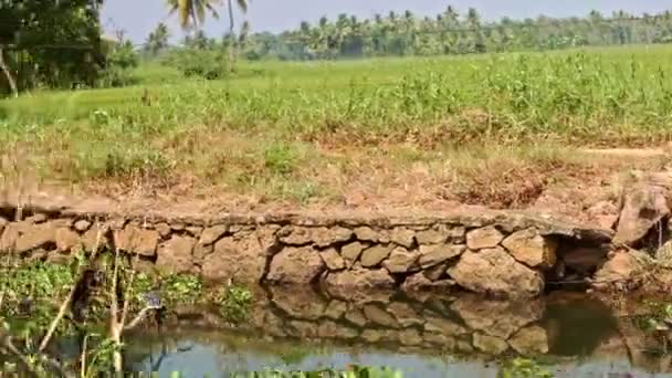 Slow Motion lungo la riva di pietra del fiume con prato nei tropici — Video Stock