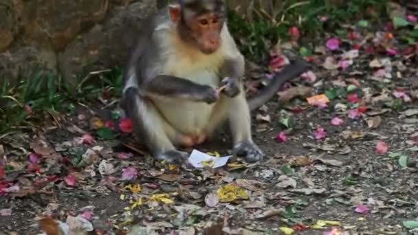 Close-up Monkey zit op de grond eet voedsel door Stone Fence — Stockvideo
