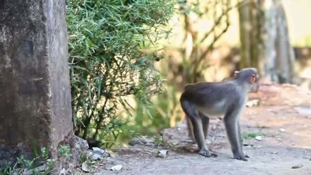 Mono de primer plano camina por el camino por las plantas en el parque — Vídeos de Stock