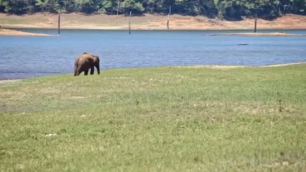 Grazes de elefante no prado por lago no Parque Nacional Indiano — Vídeo de Stock