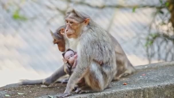 Closeup Monkeys with Cub Sit Play on Stone in Park — Stock Video