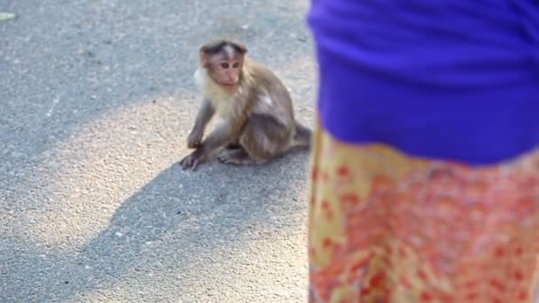 Närbild Monkey Sits på vägen repor Head i Park — Stockvideo