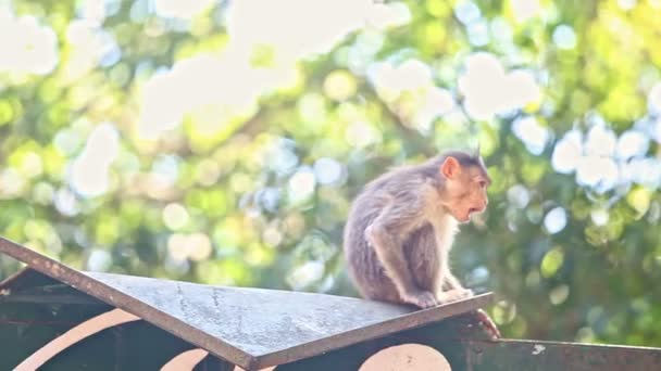 Closeup Macaco Senta Vira-se Close Face com as mãos no parque — Vídeo de Stock