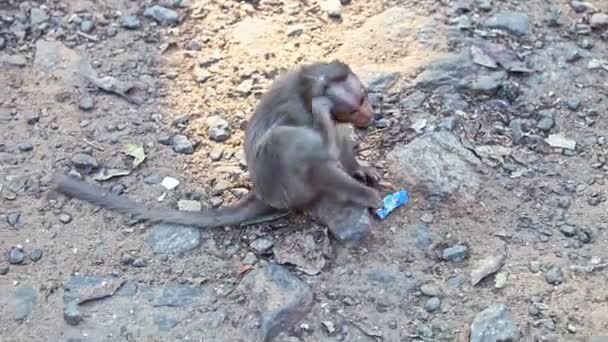 Крупный план Monkey Sits on Path Scratches Head in Park — стоковое видео