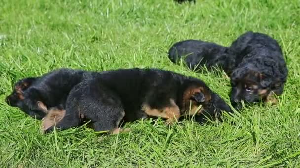 Крупный план много маленьких черных немецких овчарки щенки ползают в зеленой траве — стоковое видео