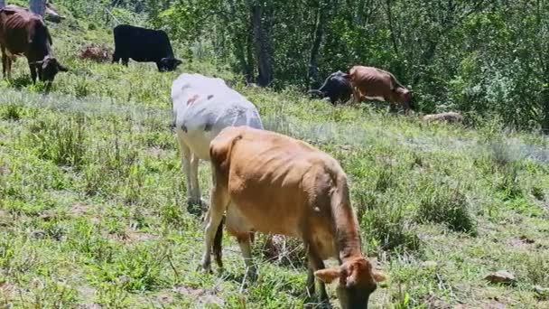 Small herd of sundry domestic milk cows eating green grass at summer field — Stockvideo
