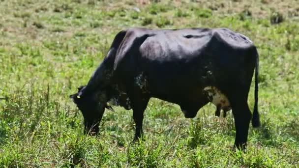 Single big black domestic milk cow eating fresh grass at summer green field — Stock Video